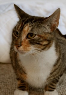 [another picture of Calliope, a Domestic Short Hair calico tabby\ cat] 
