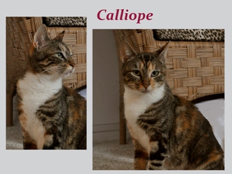 [picture of Calliope, a Domestic Short Hair calico tabby cat]