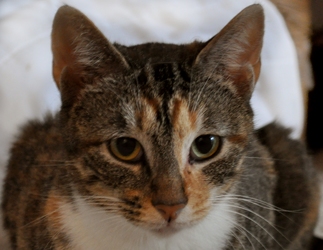 [picture of Calliope, a Domestic Short Hair calico tabby cat]
