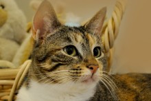 [picture of Calliope, a Domestic Short Hair calico tabby\ cat] 