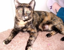 [another picture of Chloe, a Domestic Short Hair tortoiseshell\ cat] 