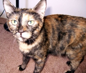 [picture of Chloe, a Domestic Short Hair tortoiseshell cat]