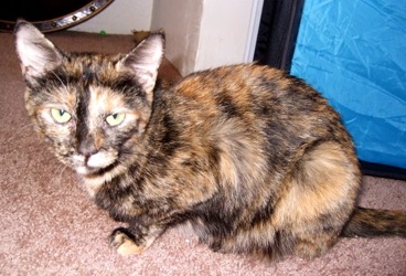 [picture of Chloe, a Domestic Short Hair tortoiseshell cat]