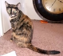 [picture of Chloe, a Domestic Short Hair tortoiseshell\ cat] 