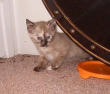 [another picture of Athena, a Siamese-x chocolate point\ cat] 