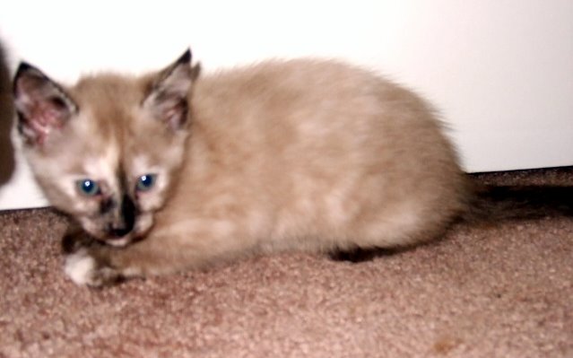 [picture of Athena, a Siamese-x chocolate point\ cat] 