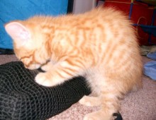 [another picture of Hercules, a Domestic Short Hair orange tabby\ cat] 