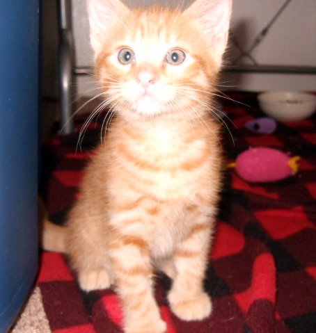 [picture of Hercules, a Domestic Short Hair orange tabby cat]