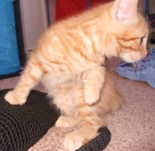 [picture of Hercules, a Domestic Short Hair orange tabby\ cat] 