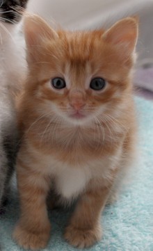 [another picture of Sunny, a Domestic Short Hair orange tabby\ cat] 