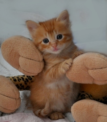 [picture of Sunny, a Domestic Short Hair orange tabby cat]