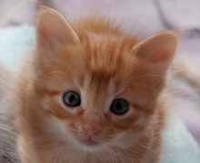 [picture of Sunny, a Domestic Short Hair orange tabby\ cat] 