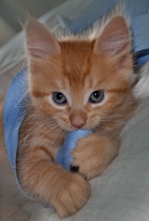 [picture of Sammy, a Domestic Short Hair orange tabby cat]