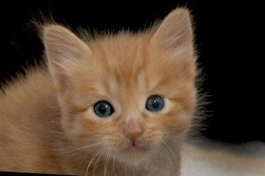 orange tabby kitten short hair