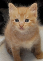 [picture of Sammy, a Domestic Short Hair orange tabby cat]