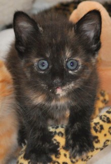 [another picture of Coco, a Domestic Short Hair tortoiseshell\ cat] 