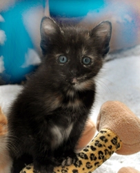 [picture of Coco, a Domestic Short Hair tortoiseshell cat]