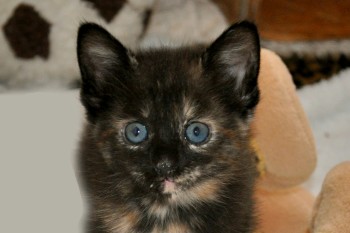 [picture of Coco, a Domestic Short Hair tortoiseshell\ cat] 