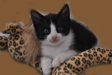 [another picture of Zena, a Domestic Short Hair black/white\ cat] 