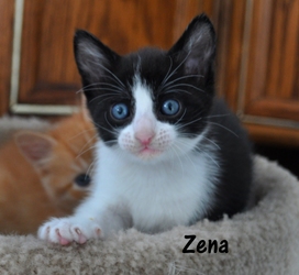 [picture of Zena, a Domestic Short Hair black/white cat]