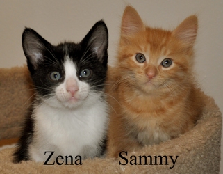 [picture of Zena, a Domestic Short Hair black/white cat]