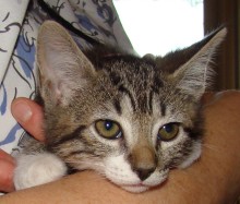 [another picture of Pandora, a Domestic Short Hair brown tabby/white\ cat] 