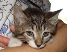 [picture of Pandora, a Domestic Short Hair brown tabby/white\ cat] 