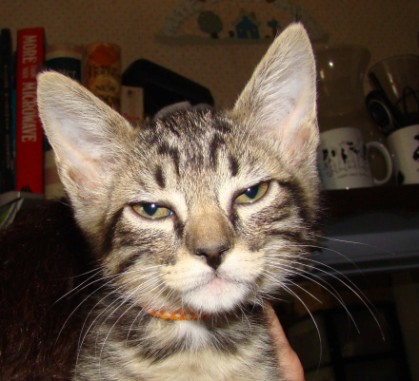 [picture of Catta, a Domestic Short Hair brown tabby/white\ cat] 