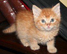 [another picture of Garfield, a Domestic Short Hair orange\ cat] 
