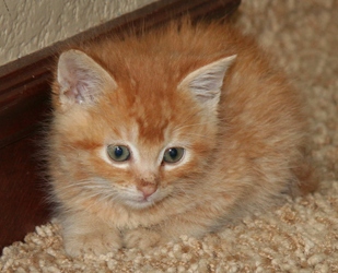 [picture of Garfield, a Domestic Short Hair orange cat]