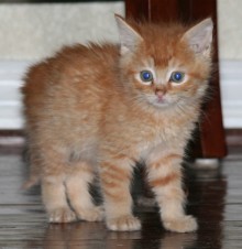 [picture of Garfield, a Domestic Short Hair orange\ cat] 