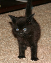 [another picture of Gummi Bear, a Domestic Short Hair black\ cat] 