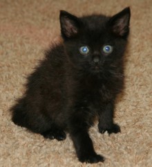 [picture of Gummi Bear, a Domestic Short Hair black\ cat] 