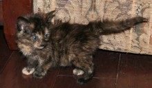 [another picture of Gigi, a Domestic Short Hair tortoiseshell\ cat] 