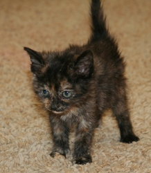 [picture of Gigi, a Domestic Short Hair tortoiseshell cat]