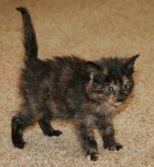 [picture of Gigi, a Domestic Short Hair tortoiseshell\ cat] 