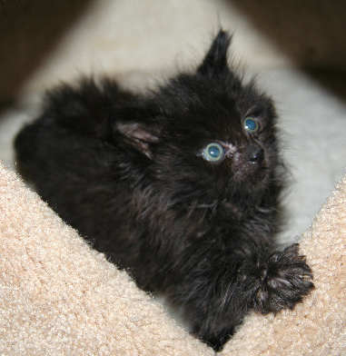 [another picture of Abby, a Domestic Long Hair black\ cat] 