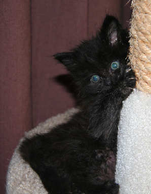 [picture of Abby, a Domestic Long Hair black\ cat] 