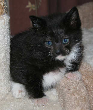 [another picture of Alexa, a Domestic Medium Hair black/white\ cat] 