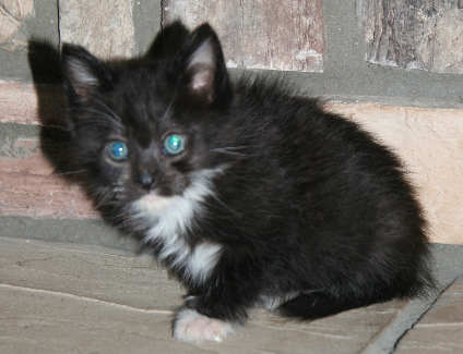[picture of Alexa, a Domestic Medium Hair black/white cat]