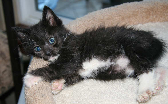 [picture of Alexa, a Domestic Medium Hair black/white\ cat] 