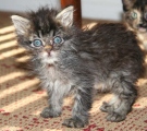 [another picture of Audrey, a Domestic Long Hair tabby\ cat] 
