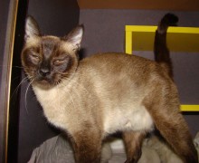 [another picture of Mia, a Siamese/Domestic Short Hair-x chocolate point\ cat] 