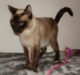 [picture of Mia, a Siamese/Domestic Short Hair-x chocolate point cat]