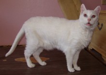 [another picture of Maddox AKA Beethoven, a Domestic Short Hair white\ cat] 