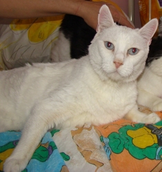 [picture of Maddox AKA Beethoven, a Domestic Short Hair white cat]