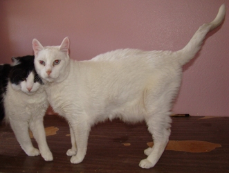 [picture of Maddox AKA Beethoven, a Domestic Short Hair white cat]