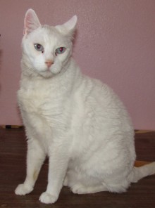 [picture of Maddox AKA Beethoven, a Domestic Short Hair white\ cat] 