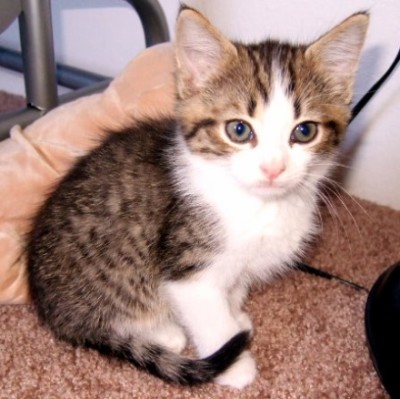 [picture of Lottie, a Domestic Short Hair brown tabby/white\ cat] 