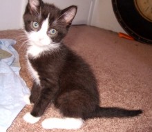 [another picture of Tiana, a Domestic Short Hair black/white\ cat] 